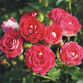 Mnohokvětá růže MARIE ROTTROVÁ