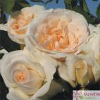 Mnohokvětá růže KOSMOS