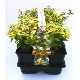 Euonymus fortunei Emerald&acute;n Gold