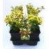 Euonymus fortunei Emerald´n Gold