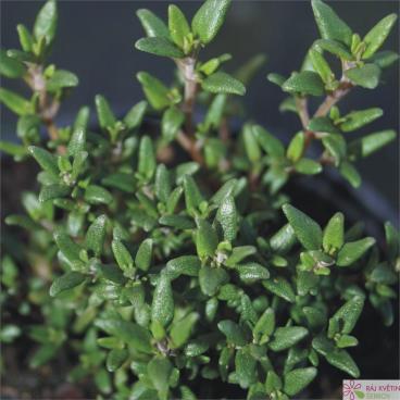 Tymi&aacute;n - Thymus vulgaris