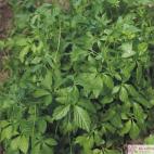 Pětilistý ženšen- bylinka nesmrtelnosti