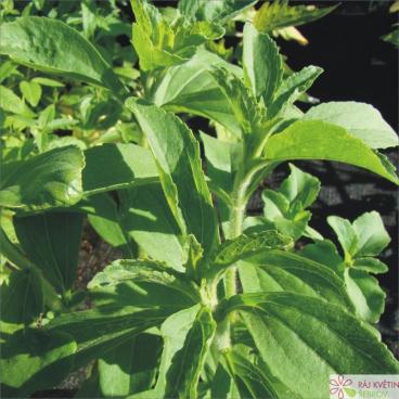 St&eacute;vie sladk&aacute; - Stevia rebaudiana Sweety