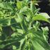 Stévie sladká - Stevia rebaudiana Sweety