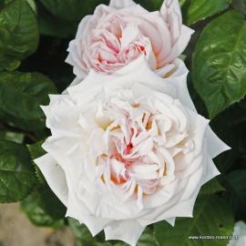 Velkokvětá růže Madame Anisette