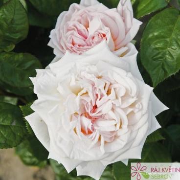 Velkokvět&aacute; růže MADAME ANISETTE