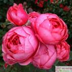 Mnohokvětá růže GARTENPRINZESSIN MARIE- JOSÉ