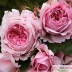 Sadová růže ALEXANDRA PRINCESSE DE LUXEMBOURG