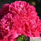 Miniaturní růže ROXY