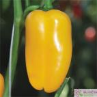 Paprika Lubega Mini Yellow F1