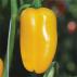 Paprika Lubega Mini Yellow F1