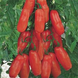 Roubované tyčkové rajče Tuma Red F1