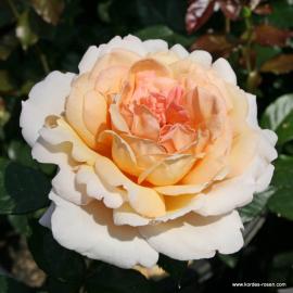 Velkokvětá růže GROSSHERZOGIN LUISE