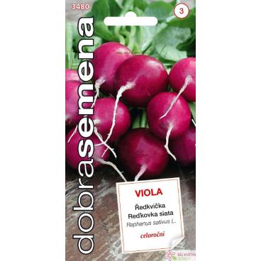 Dobrá semena Ředkvička fialová - Viola celoroční 4g
