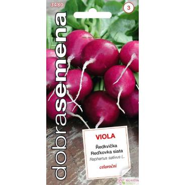 Dobr&aacute; semena Ředkvička fialov&aacute; - Viola celoročn&iacute; 4g