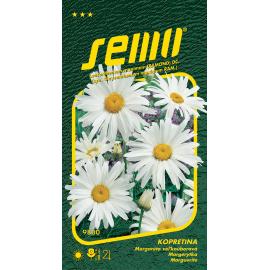 Kopretina b&iacute;l&aacute; SHASTA DAISY