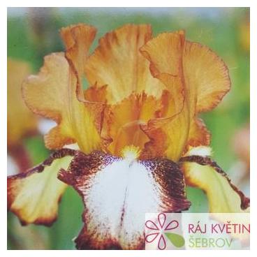 Kosatec německý - Iris germanica Siva Siva
