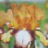 Kosatec německý - Iris germanica Siva Siva