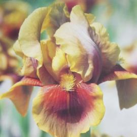 Kosatec německý - Iris germanica Oklahoma Bandit