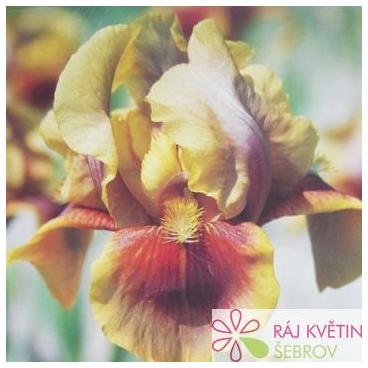 Kosatec německ&yacute; - Iris germanica Oklahoma Bandit