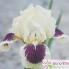 Kosatec německý - Iris germanica Red Heart