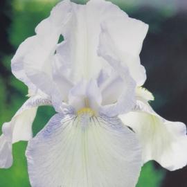 Kosatec německý - Iris germanica Immortality