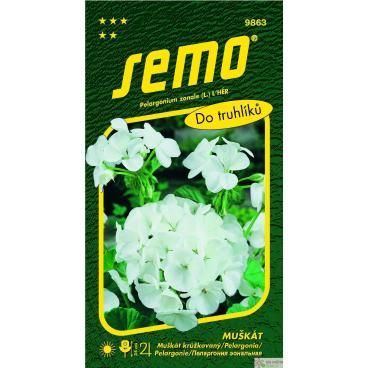 Muškát Pelargonie páskatá - bílá 11s