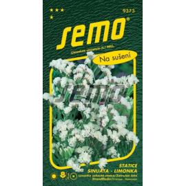 Statice (limonka) WHITE