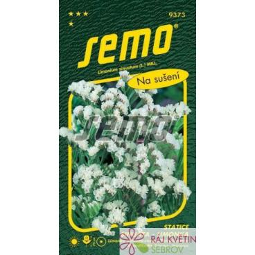 Limonka Statice sinuata - White bílá
