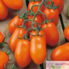 Roubované tyčkové rajče Mirado Orange F1 (Santorange)