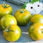 Roubované tyčkové rajče Starlias Melon F1 ( dříve Tiverta F1)