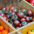 Roubované tyčkové rajče Solena Choco F1