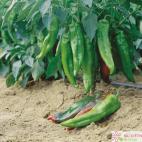 Roubovaná paprika Lipari F1