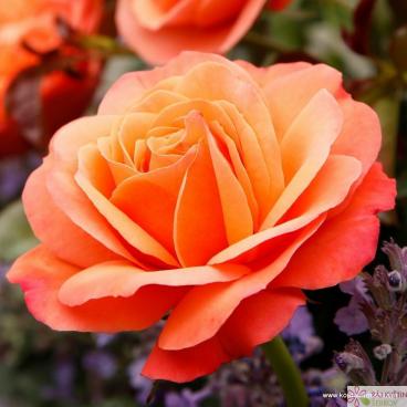 Mnohokvět&aacute; růže CORAL LIONS ROSE