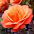 Mnohokvětá růže CORAL LIONS ROSE