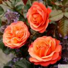 Mnohokvětá růže CORAL LIONS ROSE