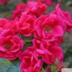 Mnohokvětá růže GARTENFREUND