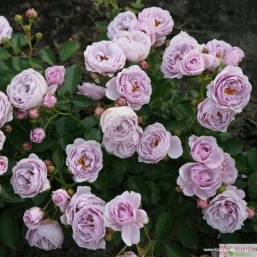 Mnohokvětá růže NAUTICA