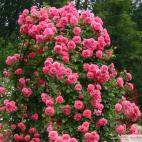 Pnoucí růže ROSARIUM UETERSEN