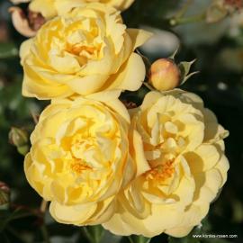 Půdopokryvná růže SUNNY ROSE