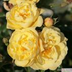 Půdopokryvná růže SUNNY ROSE