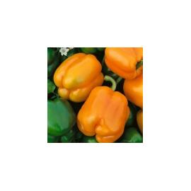 Paprika ORENY F1