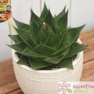 Aloe Cosmo