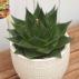 Aloe Cosmo