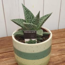 Gasteraloe Aveo