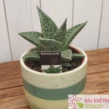 Gasteraloe Aveo