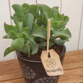 Crassula Curly Grey