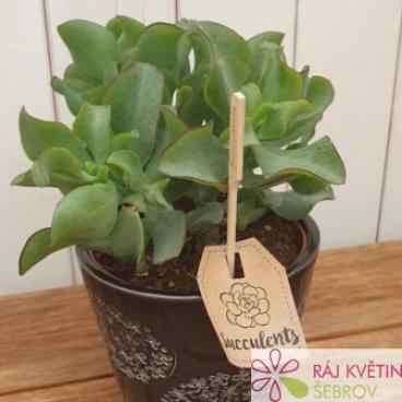 Crassula Curly Grey