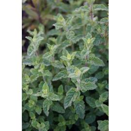 Mentha species Almira