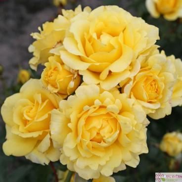 Mnohokvět&aacute; růže SUNMAID / GOTHA ROSE